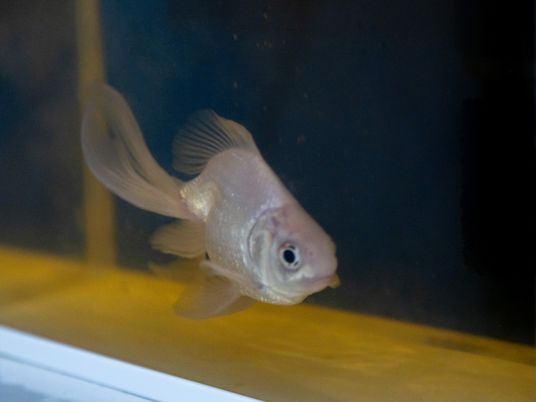 水槽の金魚