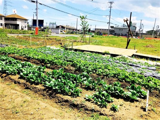 新鮮な野菜が育つ中庭
