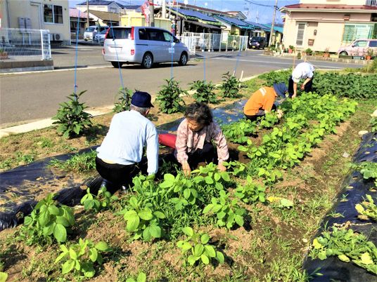 野菜を育てる人々