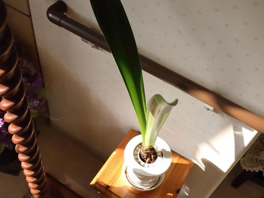 居室の飾り植物
