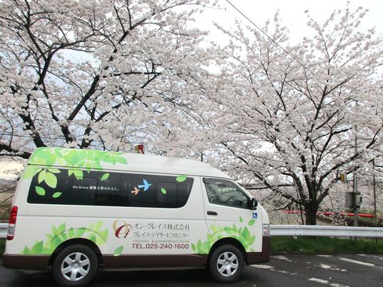 送迎車と桜並木  