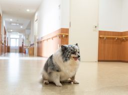 暖かな廊下で休む小型犬