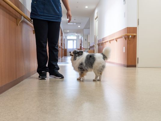 廊下を歩く人と犬