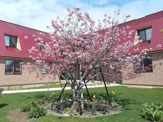 桜の咲く明るい中庭