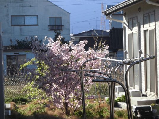 春の庭と桜並木
