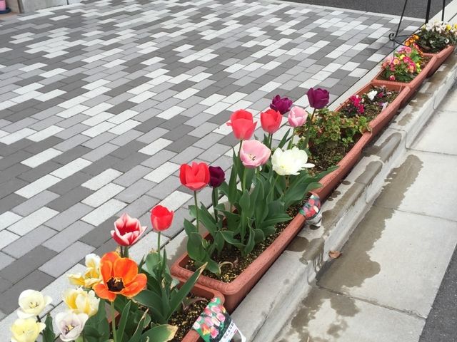 チューリップが彩るエントランス 花壇 色とりどりのチューリップで明るく迎える入り口です。四季の花々が、日々の暮らしを豊かに彩ります。
