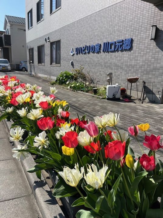 色鮮やかな花のある建物前