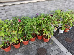 手入れの行き届いた植物たち