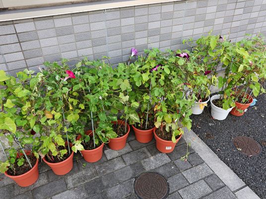 手入れの行き届いた植物たち