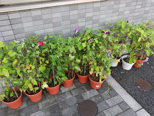 手入れの行き届いた植物たち 外観 様々な色の花々が植えられた鉢が並び、四季折々の自然を感じ取れる癒しのスペースです。