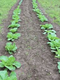 並ぶ野菜畑