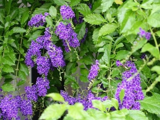 紫の花と緑の葉