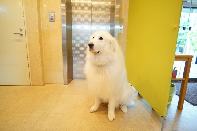 白い大型犬とエントランス ペット 見守るように座る白い大型犬が、あたたかな雰囲気のエントランスを更に魅力的にしています。犬とのふれあいも楽しめる職場です。