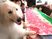 犬とレクリエーション