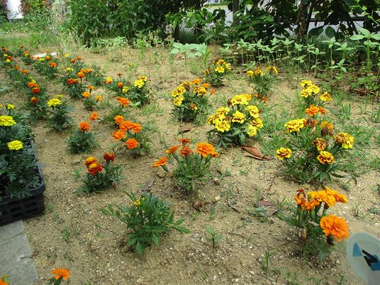 色とりどりの花壇