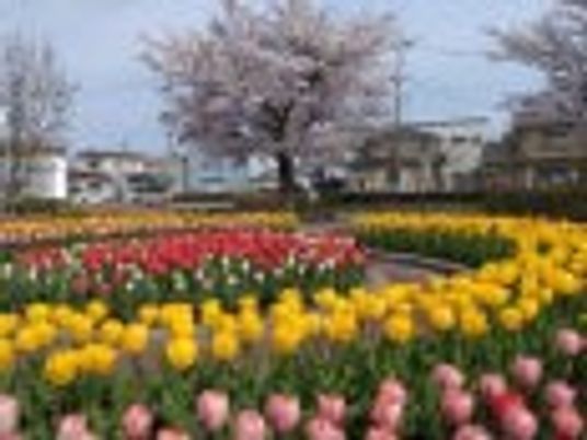 桜と花壇の庭