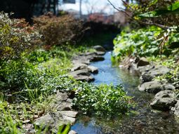 緑豊かな小川の景色
