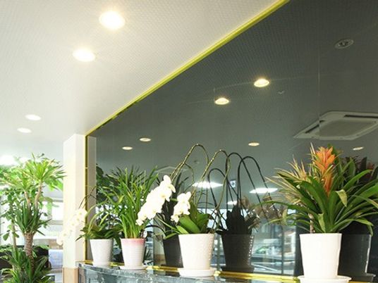 明るい植物のある空間