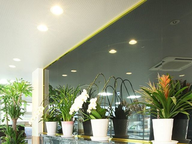 明るい植物のある空間 内観 自然光が差し込む明るい空間に、美しく整えられた植物が彩りを添えています。