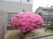 ピンクの花が咲く庭