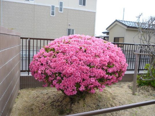 ピンクの花が咲く庭