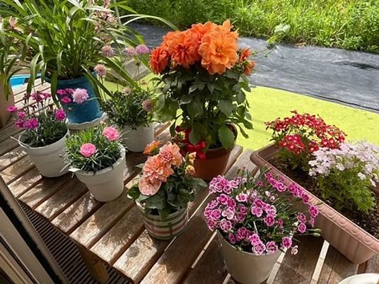 花壇のある庭  
