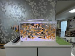 金魚がいる水槽のリビング