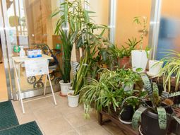エントランスの植物ディスプレイ