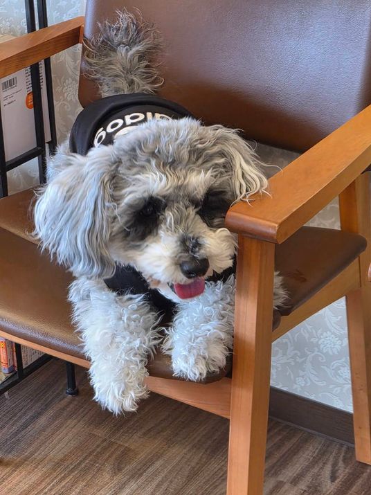 かわいい犬