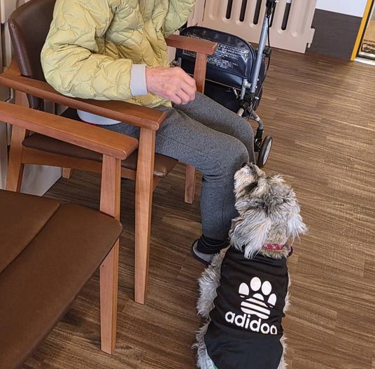 膝の上に犬がいる廊下