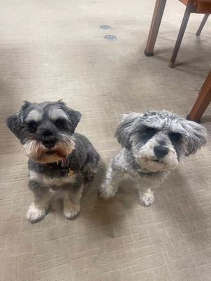 2匹の犬