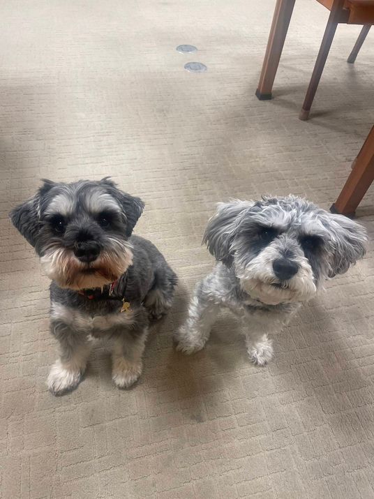 2匹の犬