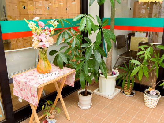 エントランスの観葉植物