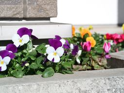 色とりどりの花が咲く中庭