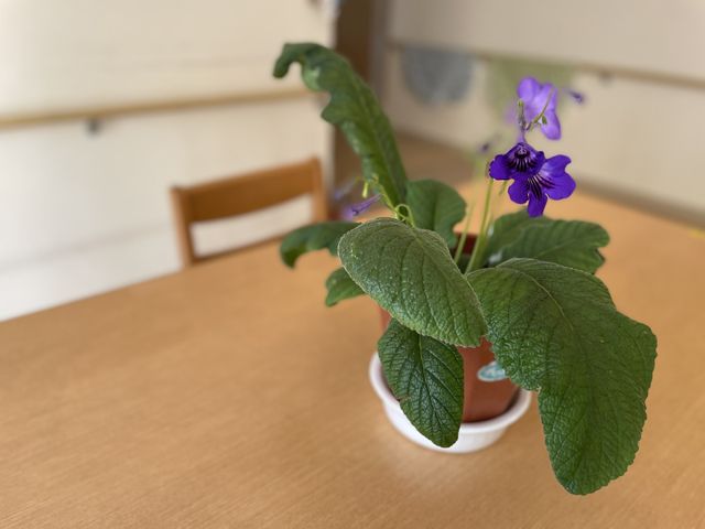 紫の花が咲く植物 食堂 テーブルに置かれた紫の花が、空間に彩りを添えています。周囲は清潔感があり、落ち着ける雰囲気です。