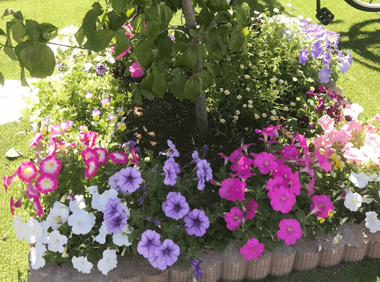 色とりどりの花壇