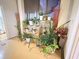 植物が並ぶ廊下