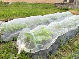 野菜が育つ敷地