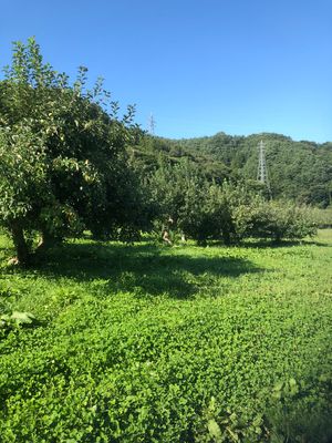 緑豊かな中庭風景