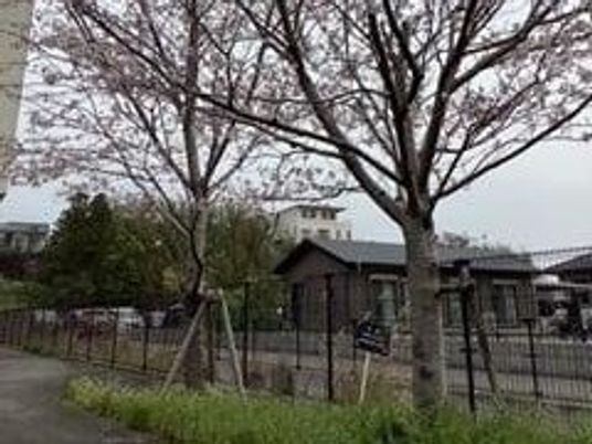 桜並木の庭先  