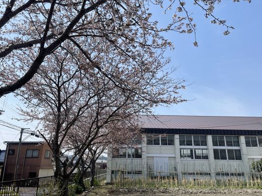 桜と施設の庭
