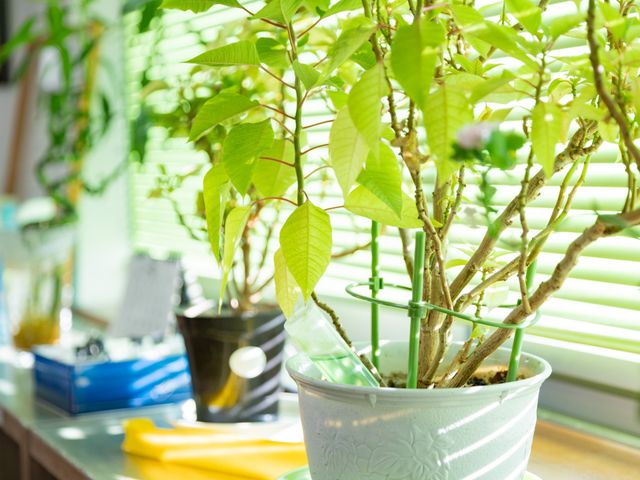 日差しが差し込む窓辺 内観 自然光がたっぷり入る窓辺は、植物も元気に育つ明るい場所です。休憩時にリフレッシュできます。