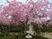 桜が咲く中庭  