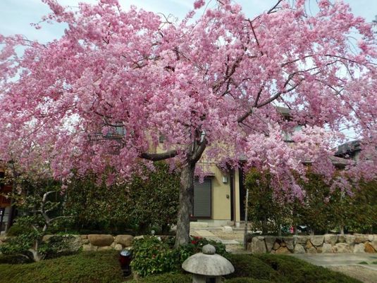 桜が咲く中庭  