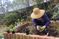 庭で植物の世話をする人