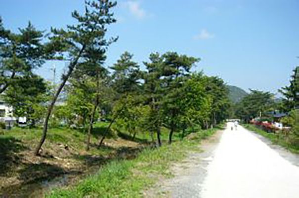 緑豊かな道のり
