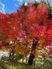 紅葉が美しい中庭
