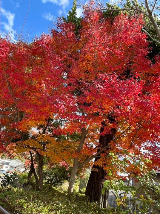 紅葉が美しい中庭