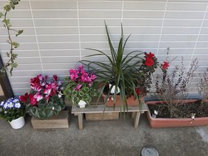 色とりどりの植物が並ぶ中庭