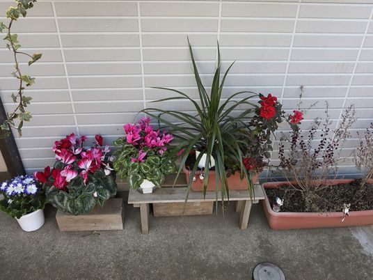 色とりどりの植物が並ぶ中庭